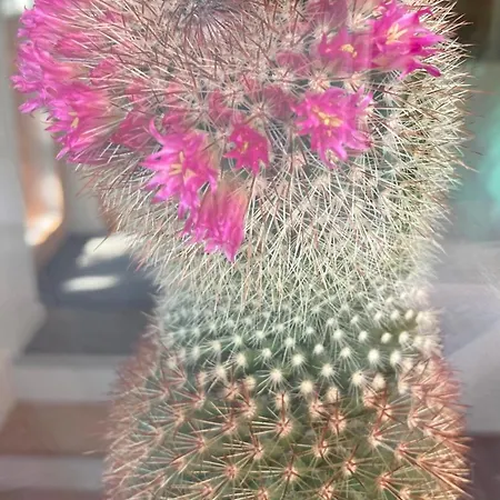 Le Lezard Et La Grenouille فندق مبيت وإفطار 3*