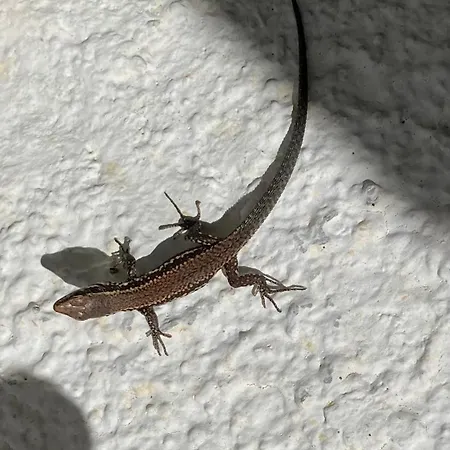 Le Lezard Et La Grenouille فندق مبيت وإفطار اوفروناز