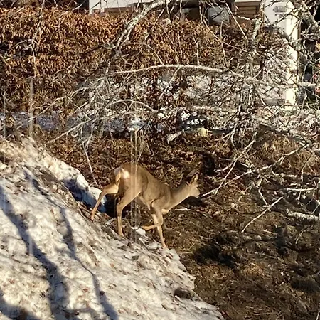 فندق مبيت وإفطار Le Lezard Et La Grenouille