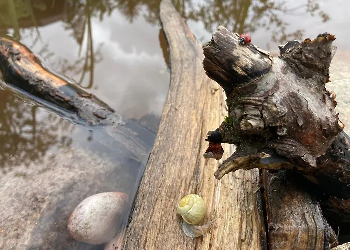Alojamento de Acomodação e Pequeno-almoço Le Lezard Et La Grenouille 3*