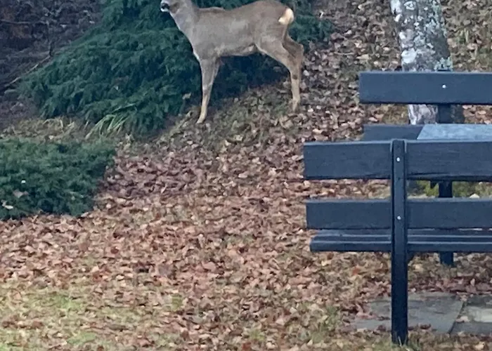 Alojamento de Acomodação e Pequeno-almoço Le Lezard Et La Grenouille