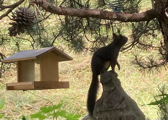 Le Lezard Et La Grenouille 3* Ovronnaz