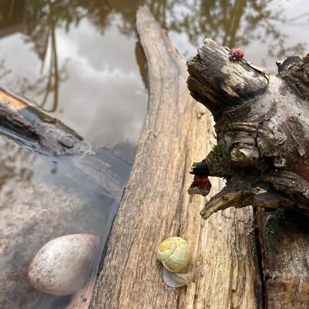Bed & Breakfast Le Lezard Et La Grenouille *