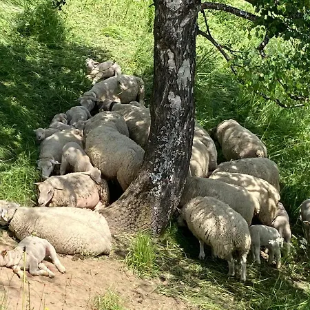 Le Lezard Et La Grenouille 3*