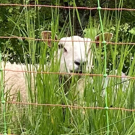 Le Lezard Et La Grenouille 奥瓦伦纳茨