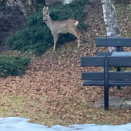 住宿加早餐酒店 Le Lezard Et La Grenouille